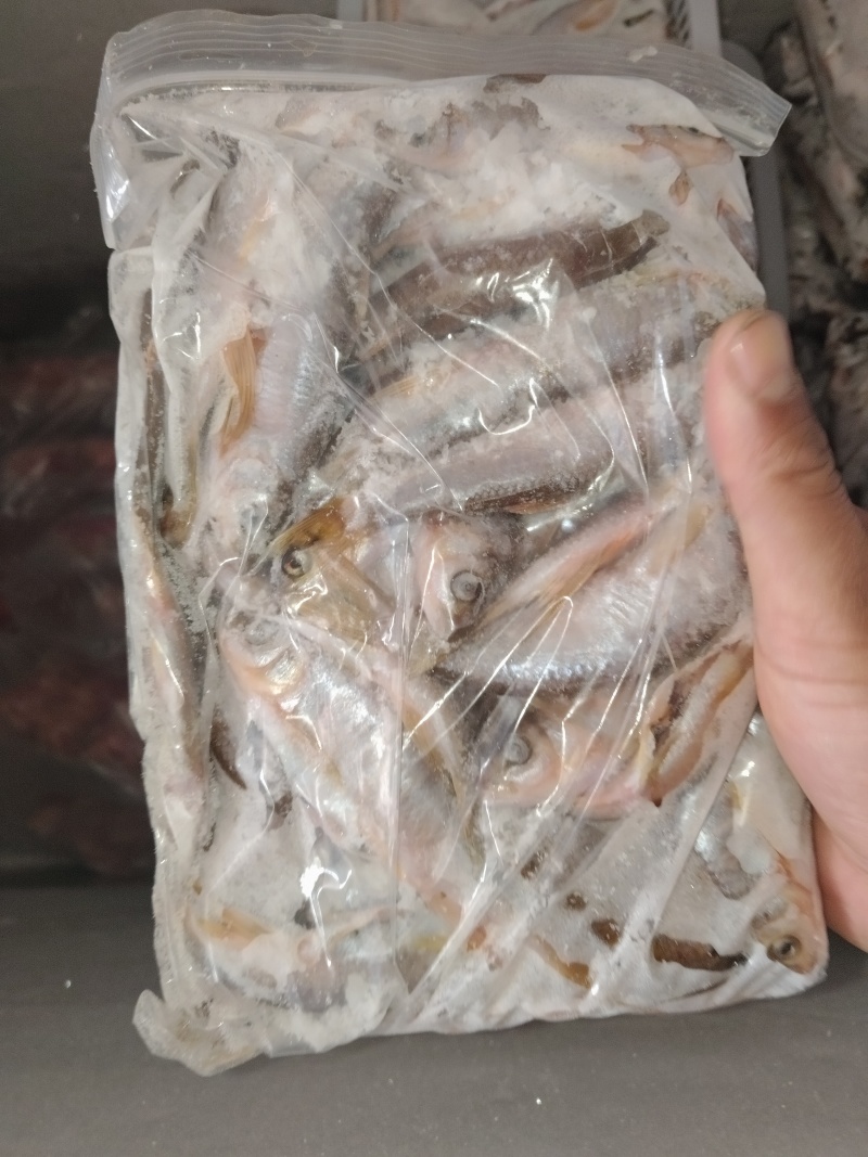 马白条鱼，手工开膛