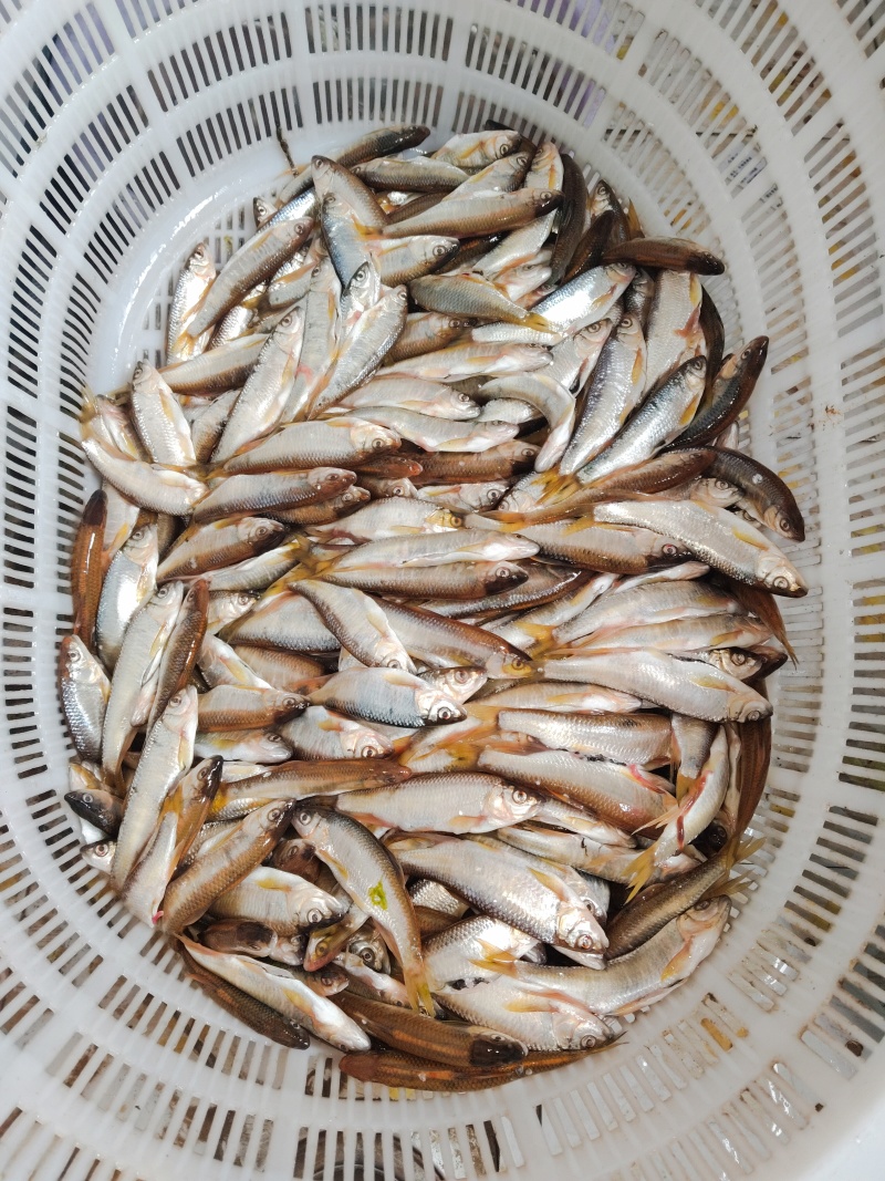 马白条鱼，手工开膛