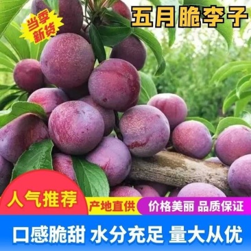 四川高山五月脆李子大量供应。硬度打死狗，欢迎老板对接