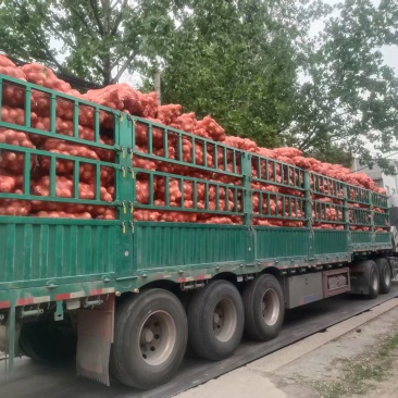 精品黄皮洋葱基地直发对接电商市场商超一手货源