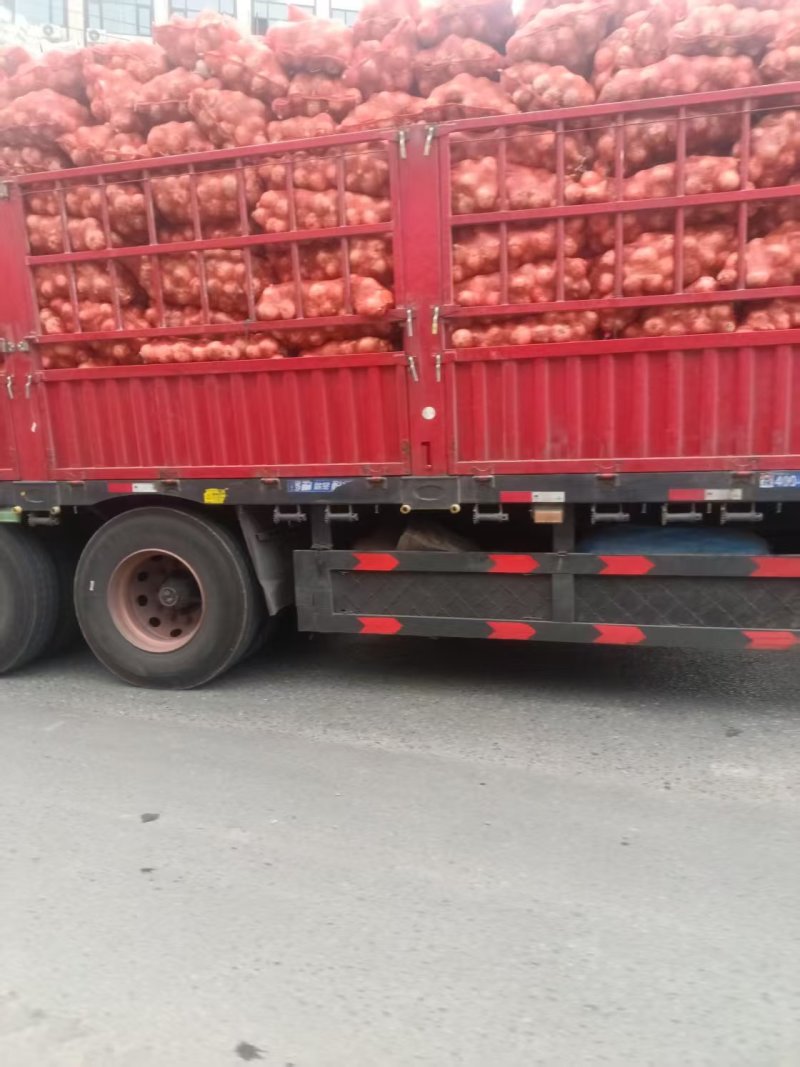 精品黄皮洋葱基地直发对接电商市场商超一手货源