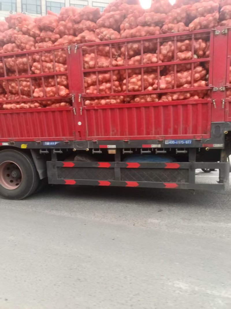 精品黄皮洋葱基地直发对接电商市场商超一手货源