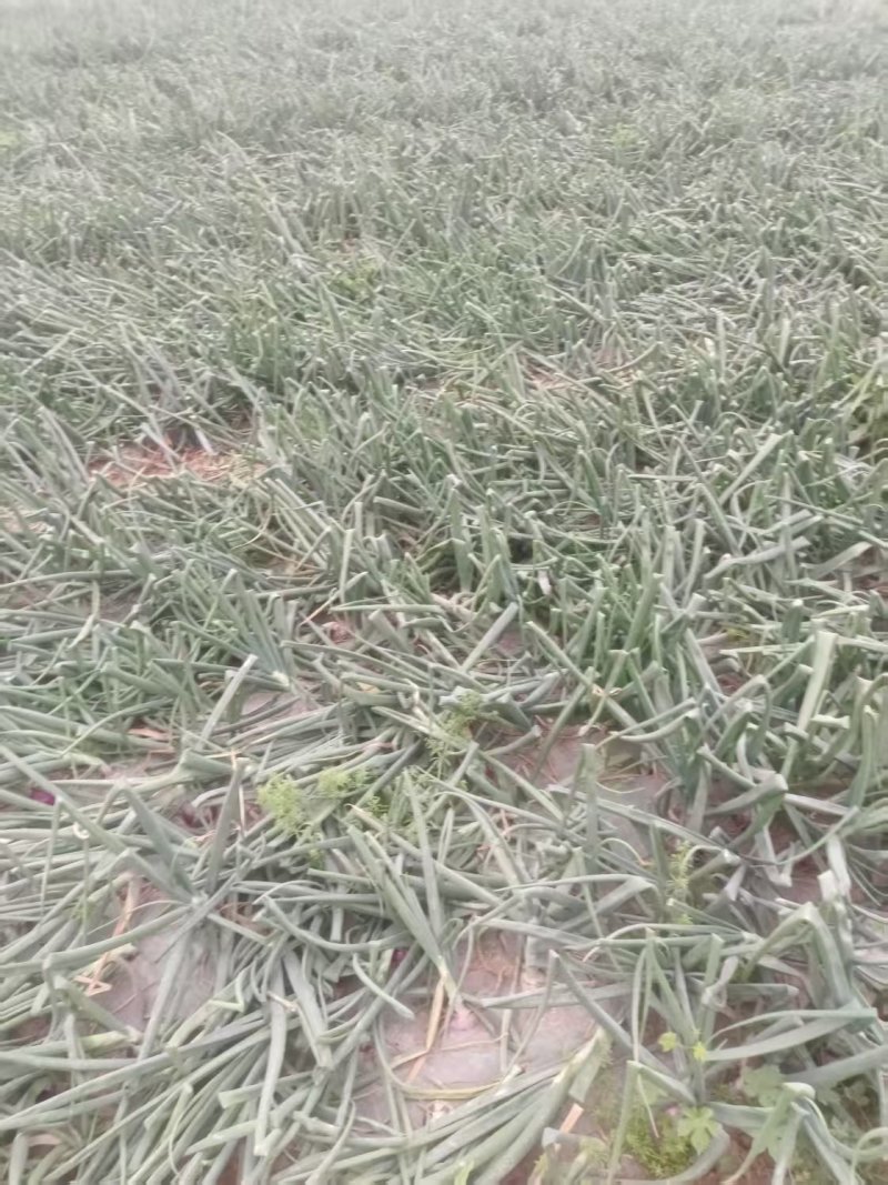精品黄皮洋葱基地直发对接电商市场商超一手货源