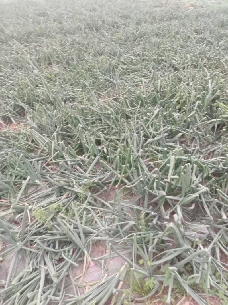 精品黄皮洋葱基地直发对接电商市场商超一手货源