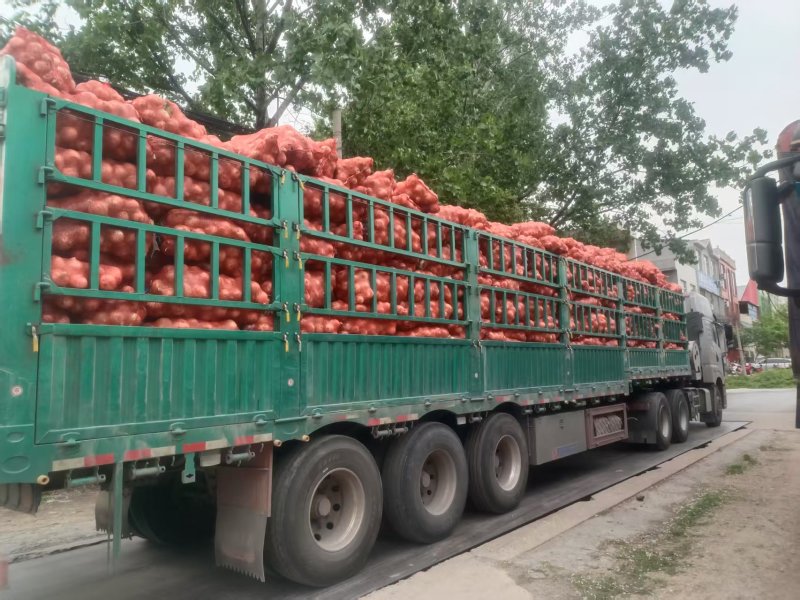 精品黄皮洋葱基地直发对接电商市场商超一手货源
