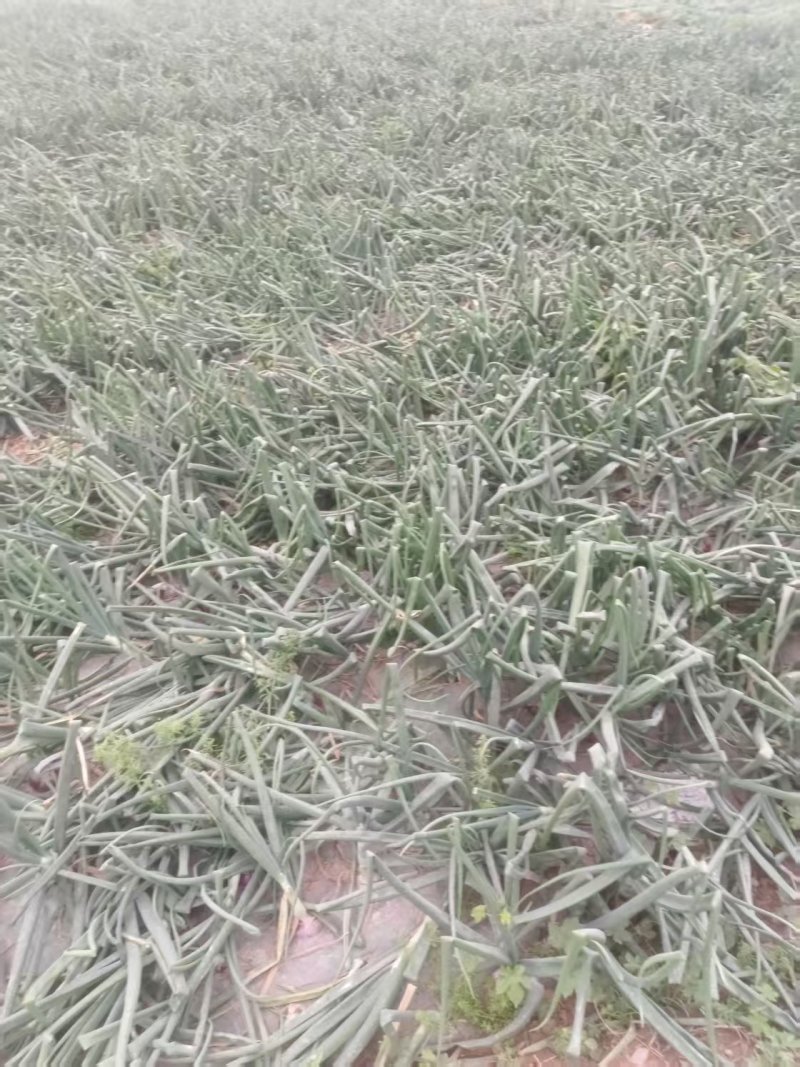 精品黄皮洋葱基地直发对接电商市场商超一手货源