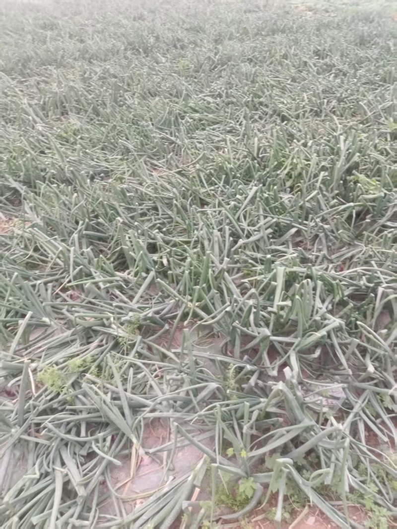 精品黄皮洋葱基地直发对接电商市场商超一手货源