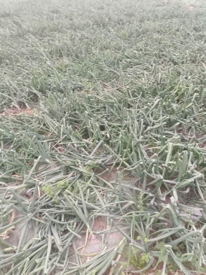 精品黄皮洋葱基地直发对接电商市场商超一手货源