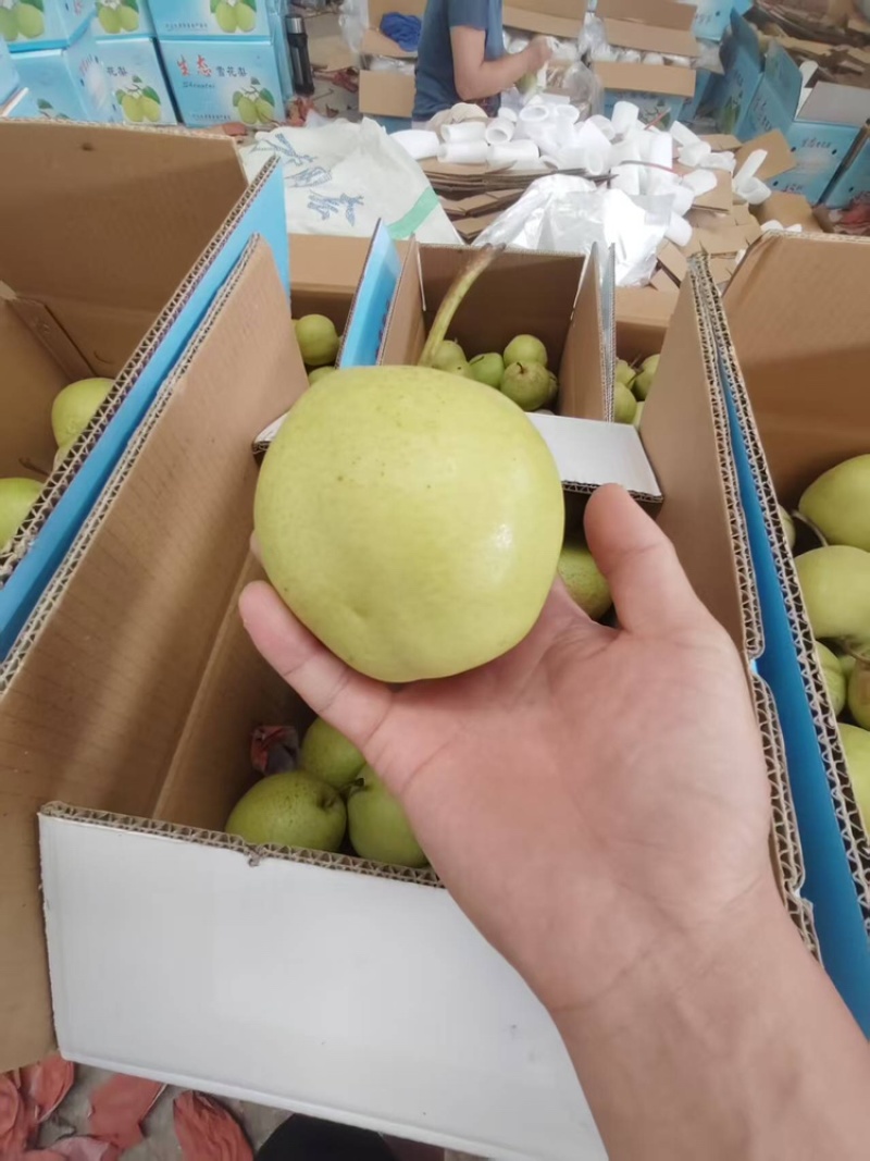 雪花梨甜度高品质好量大从优可支持视频看货