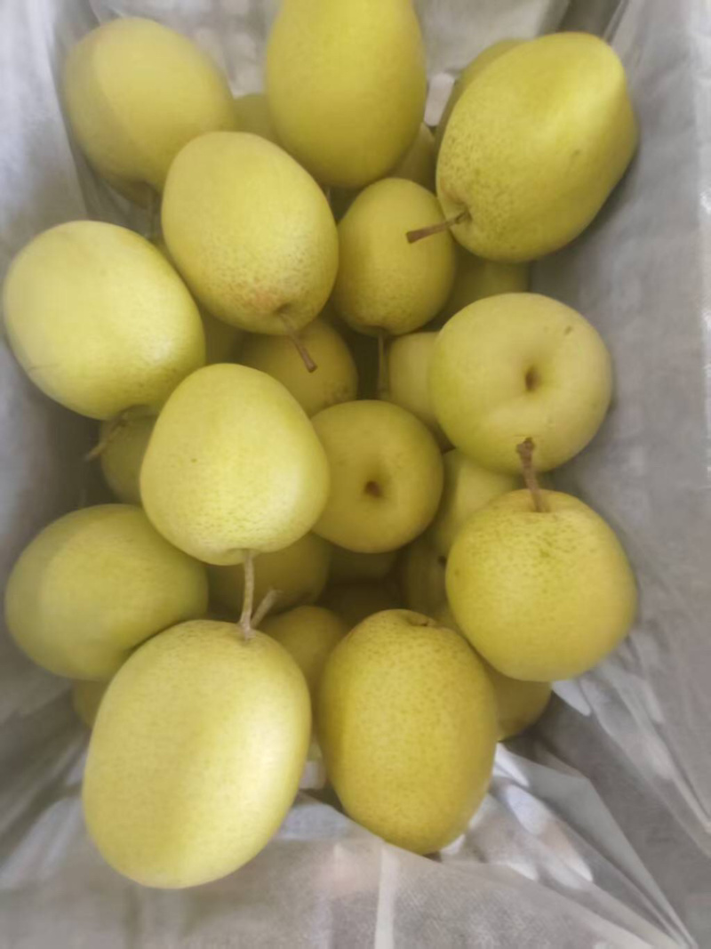 雪花梨甜度高品质好量大从优可支持视频看货