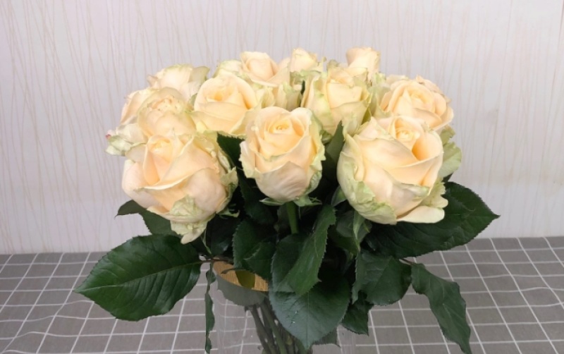 黄玫瑰苗10~20cm