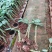 黄玫瑰苗10~20cm