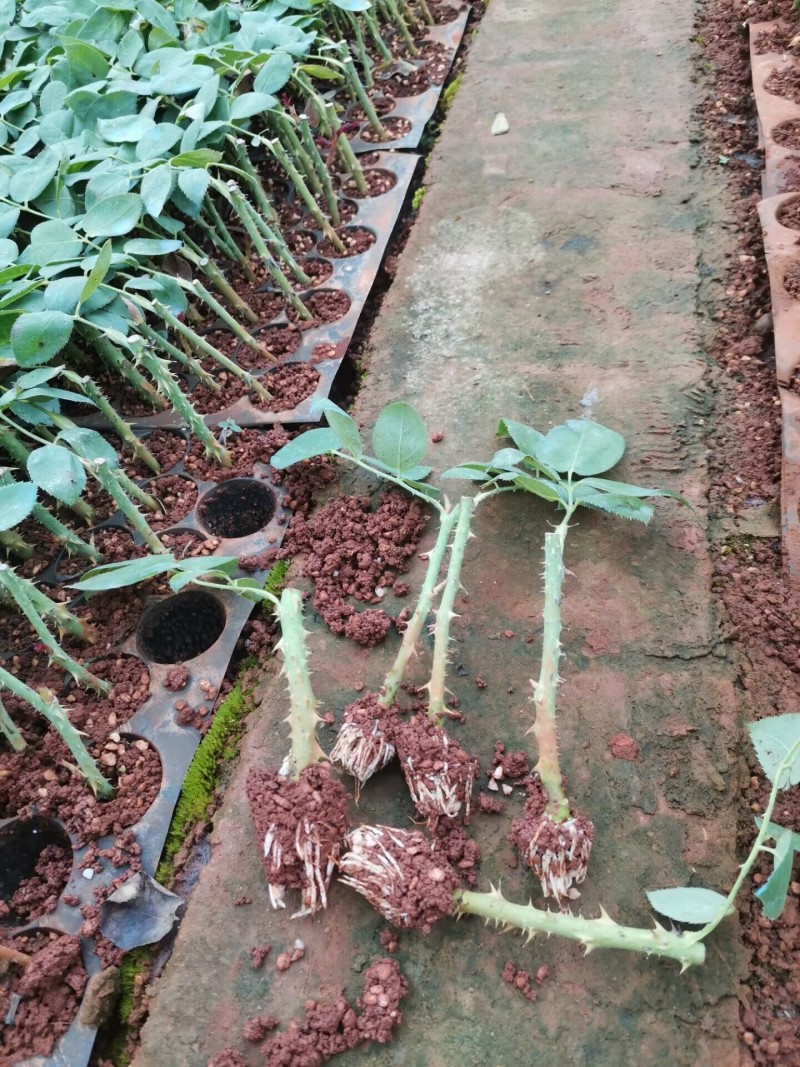 黄玫瑰苗10~20cm