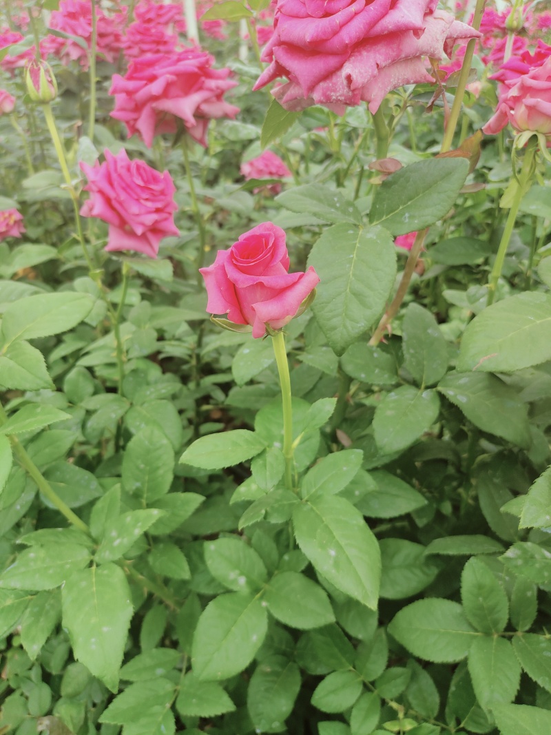 黄玫瑰苗10~20cm