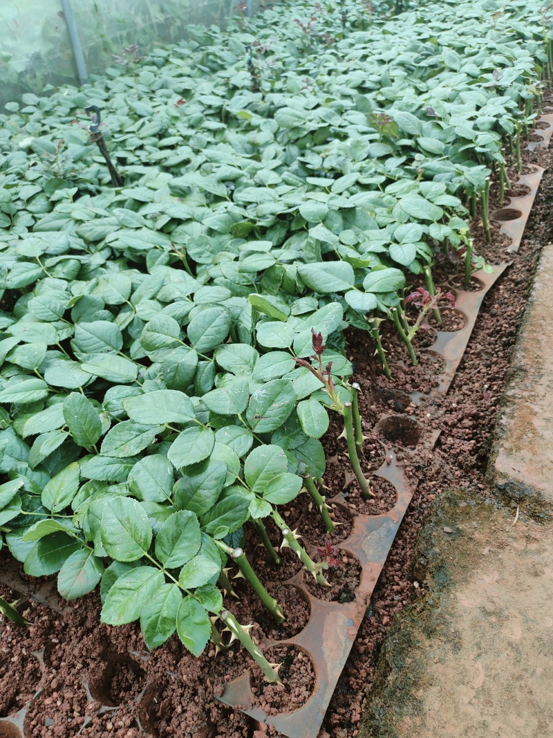 黄玫瑰苗10~20cm