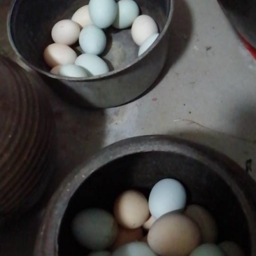 卖土鸡蛋，卖土鸡