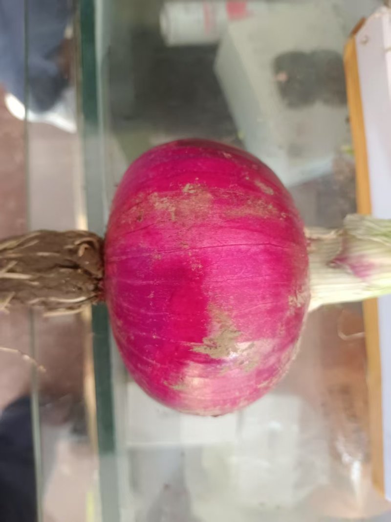 精品紫皮洋葱红皮洋葱对接电商市场商超一手货源可视频