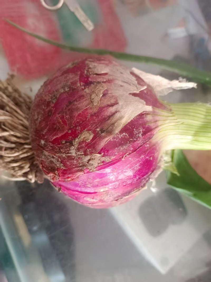 精品紫皮洋葱红皮洋葱对接电商市场商超一手货源可视频