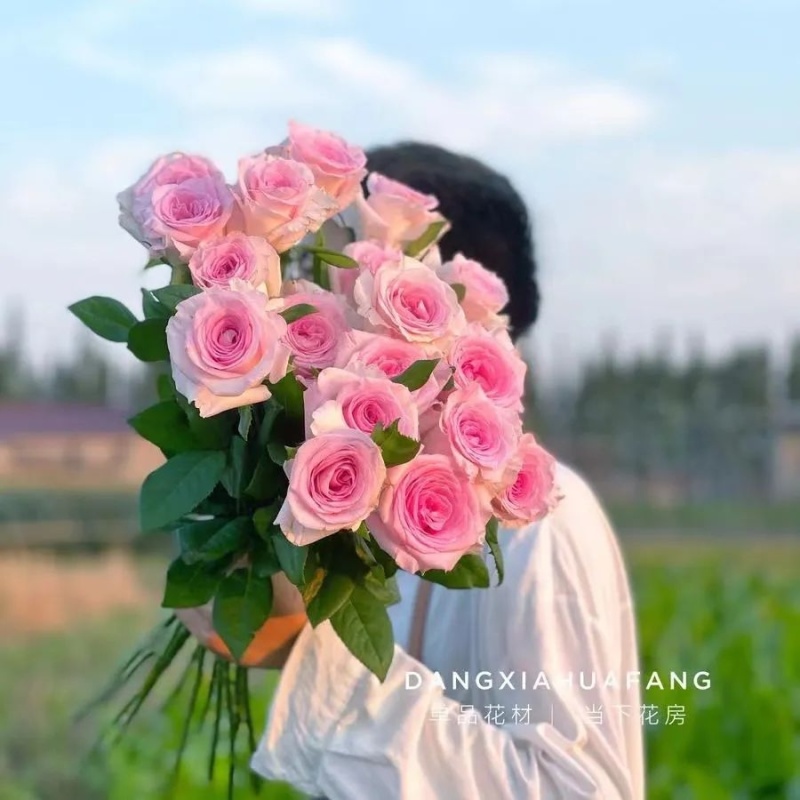 玫瑰花苗10~20cm20-30cm