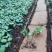 玫瑰花苗10~20cm20-30cm