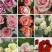 玫瑰花苗10~20cm20-30cm