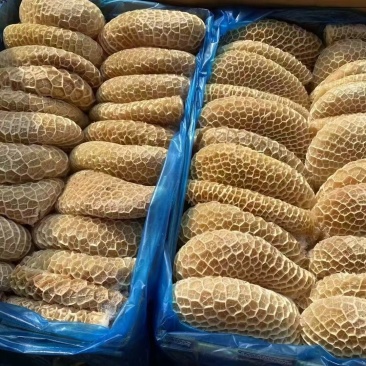 金钱肚