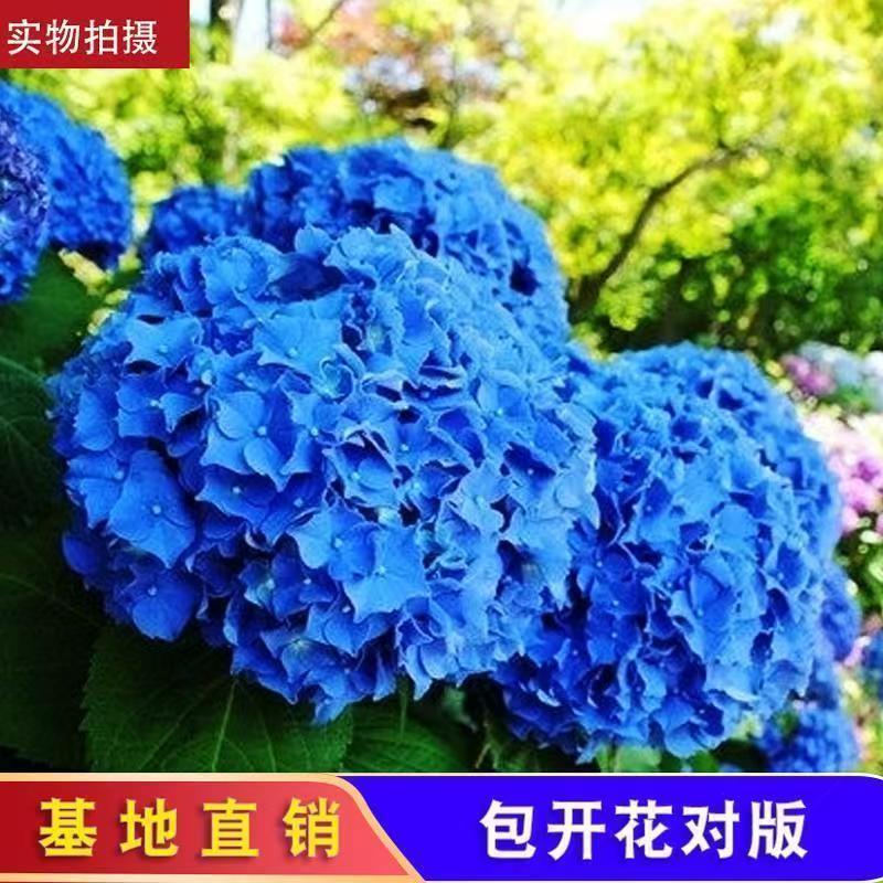 八仙花种苗产地直发一手货源全国发货质量保证