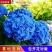 八仙花种苗产地直发一手货源全国发货质量保证