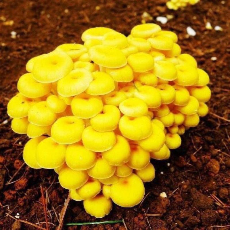 江西【榆黄菇】黄金菇一手货源颜色靓丽承接餐饮酒店提供纸箱