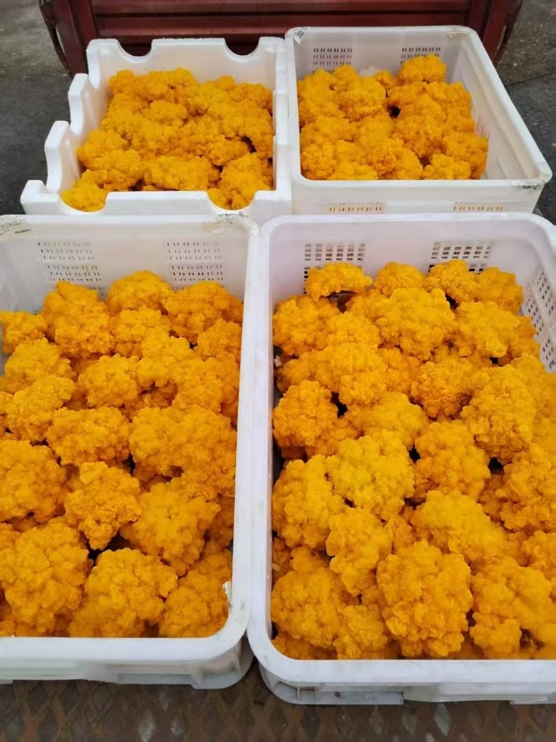 江西【榆黄菇】黄金菇一手货源颜色靓丽承接餐饮酒店提供纸箱