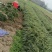 广西南宁麦冬苗，基地自种，大量有货，现采现发