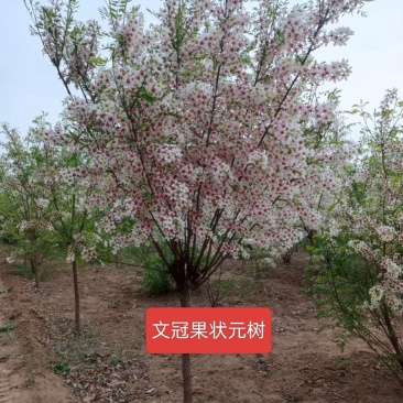 河北定州文冠果状元树致富树发家树蜜源植物绿化苗木乔木
