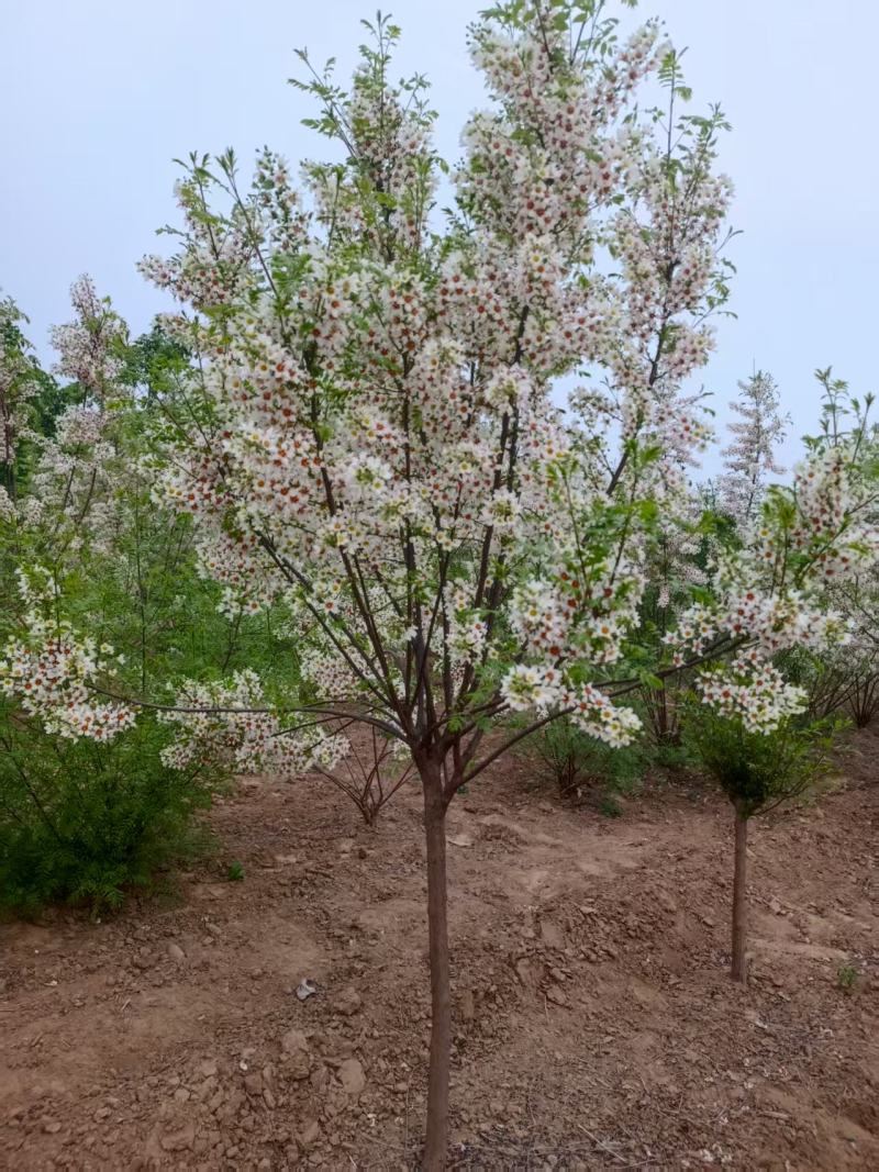 河北定州文冠果状元树致富树发家树蜜源植物绿化苗木乔木
