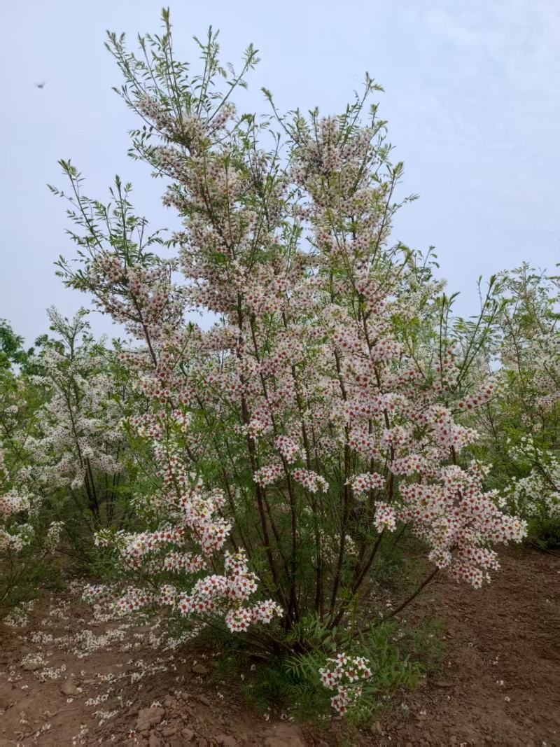 河北定州文冠果状元树致富树发家树蜜源植物绿化苗木乔木