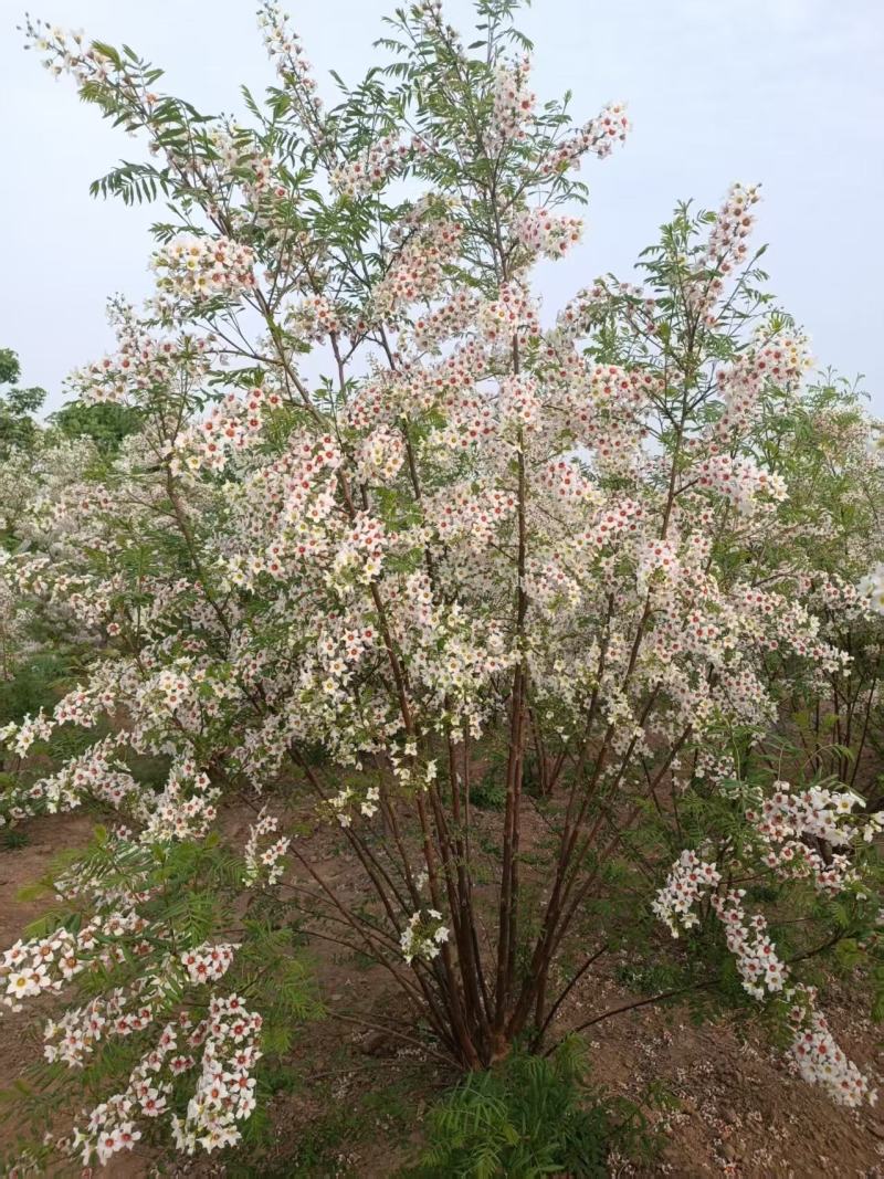河北定州文冠果状元树致富树发家树蜜源植物绿化苗木乔木