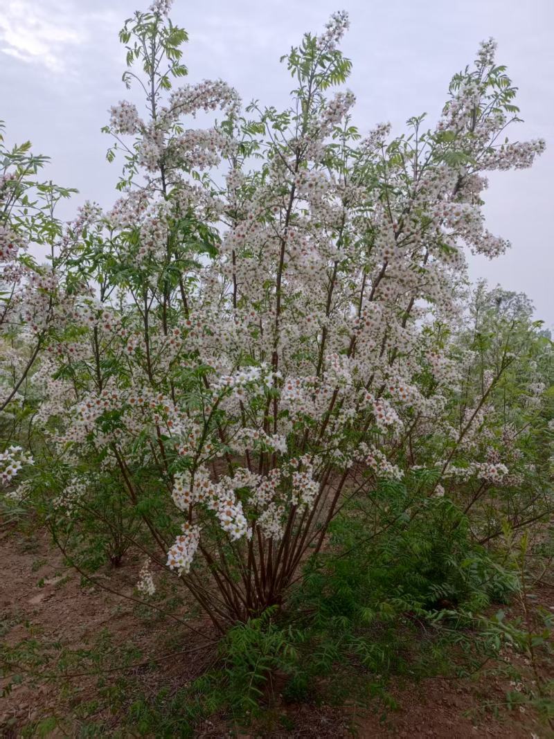 河北定州文冠果状元树致富树发家树蜜源植物绿化苗木乔木