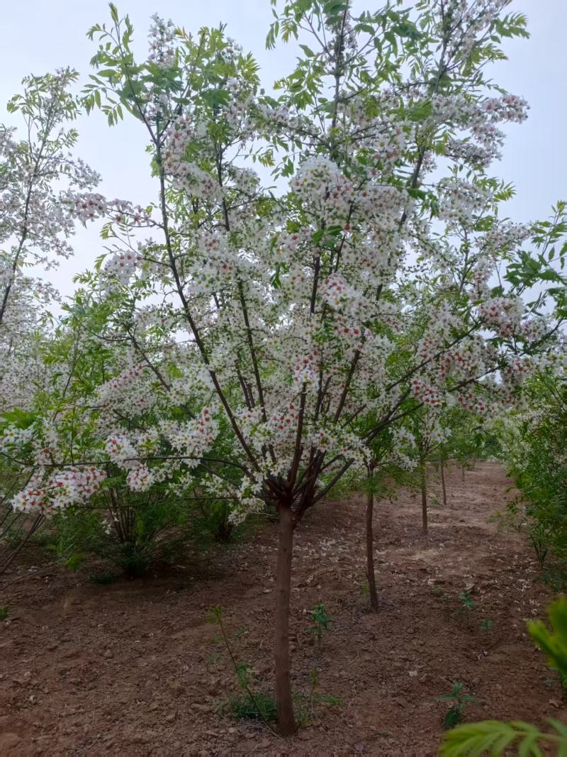 河北定州文冠果状元树致富树发家树蜜源植物绿化苗木乔木
