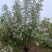 河北定州文冠果状元树致富树发家树蜜源植物绿化苗木乔木