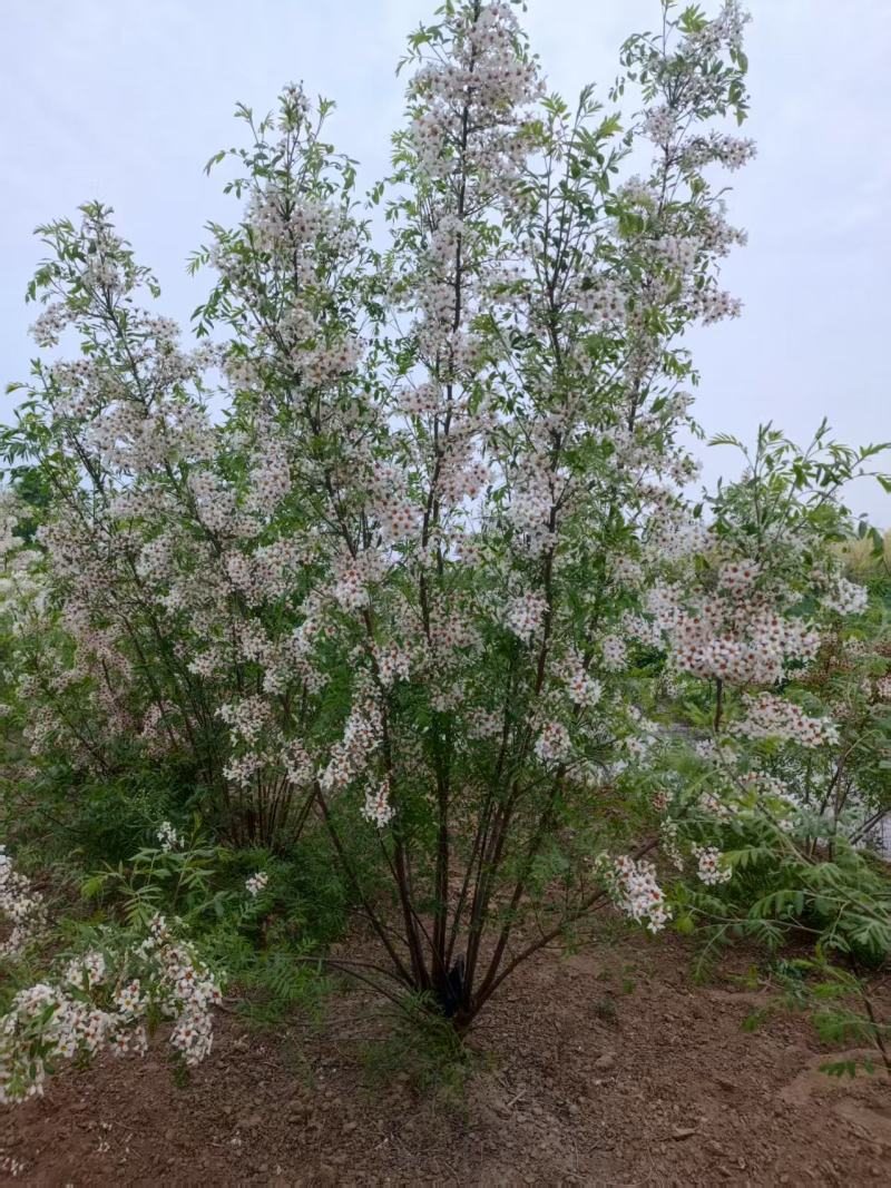 河北定州文冠果状元树致富树发家树蜜源植物绿化苗木乔木