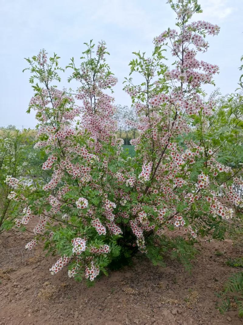 河北定州文冠果状元树致富树发家树蜜源植物绿化苗木乔木