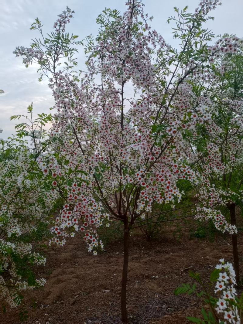河北定州文冠果状元树致富树发家树蜜源植物绿化苗木乔木