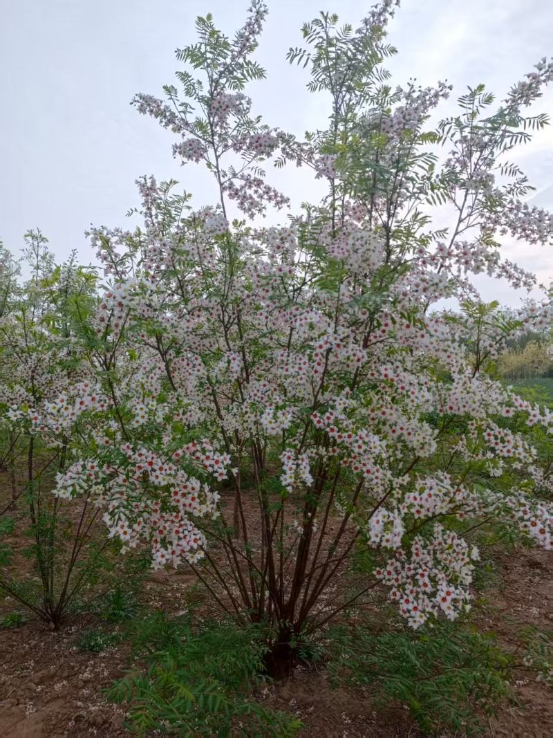 河北定州文冠果状元树致富树发家树蜜源植物绿化苗木乔木