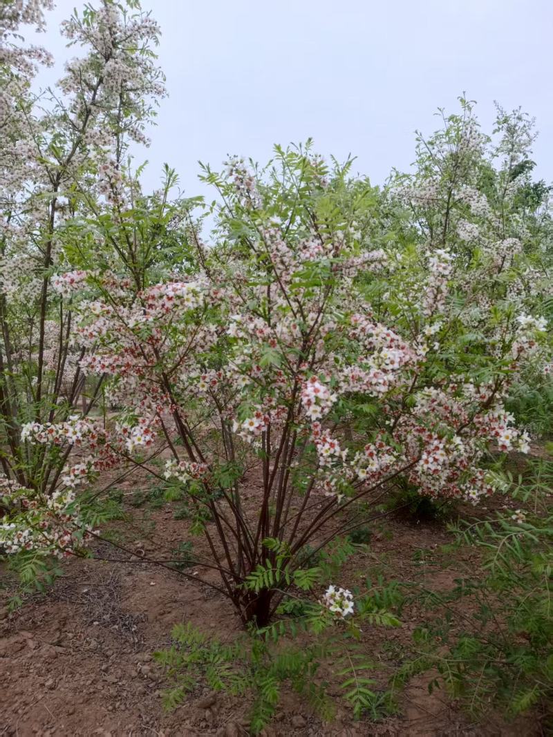 河北定州文冠果状元树致富树发家树蜜源植物绿化苗木乔木