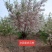 河北定州文冠果状元树致富树发家树蜜源植物绿化苗木乔木