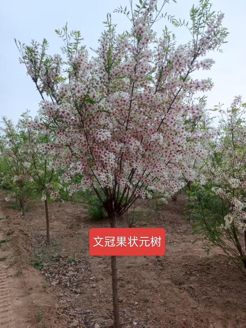 河北定州文冠果状元树致富树发家树蜜源植物绿化苗木乔木