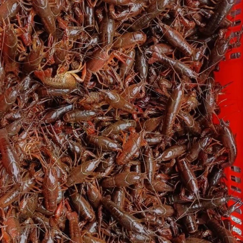赣江清水龙虾