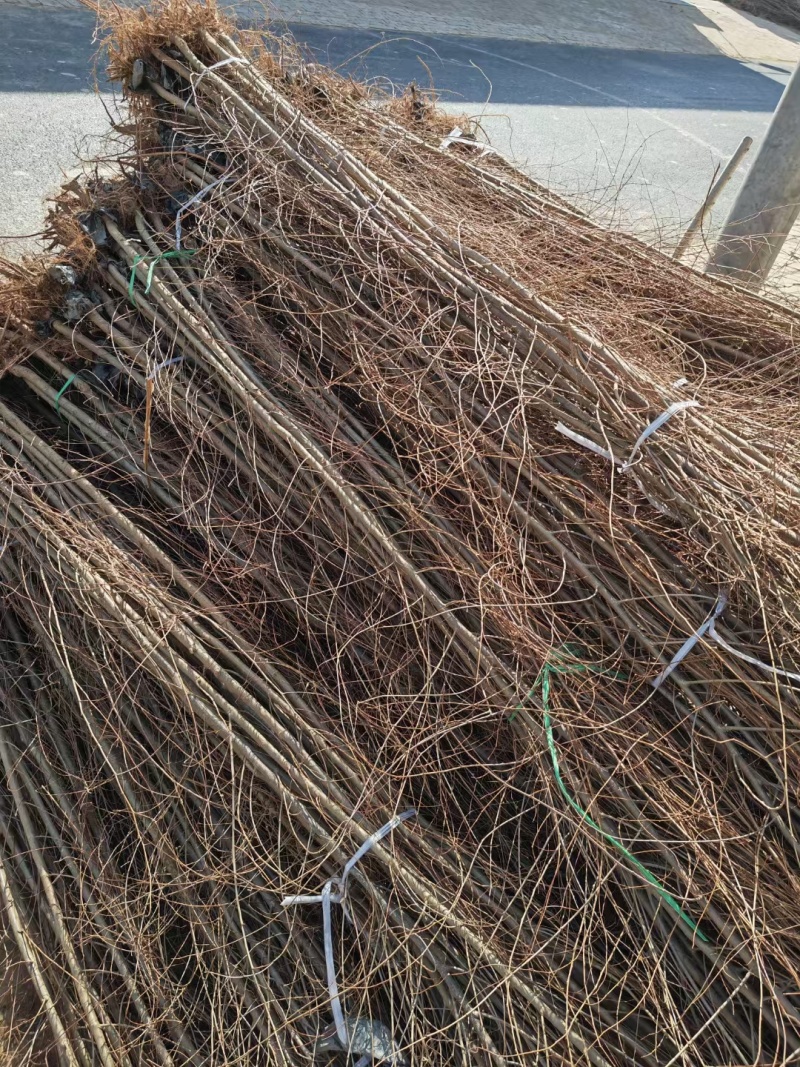 白榆树，榆树苗，一年榆树，榆树，现挖现发，500棵起批