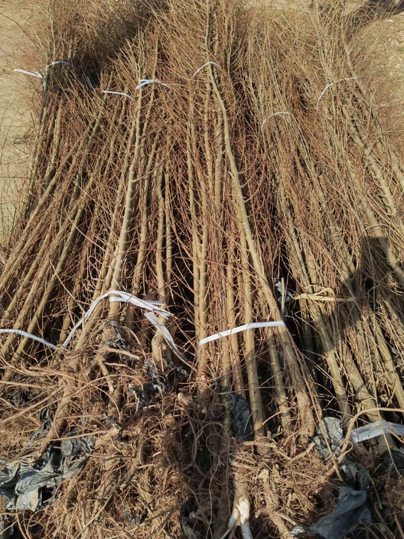 白榆树，榆树苗，一年榆树，榆树，现挖现发，500棵起批