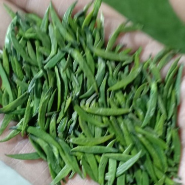 竹叶青茶