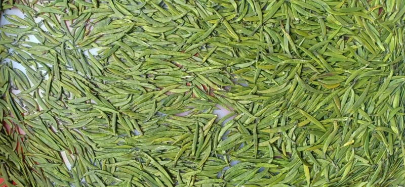 竹叶青茶